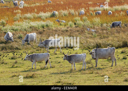 Herde, ungarische Grauvieh, Nationalpark Neusiedler See, Seewinkel, nördlichen Burgenland, Burgenland, Österreich Stockfoto