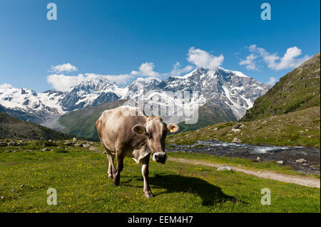 Braune Kuh auf einer Wiese, Gipfel des Monte Zebru, Königsspitze, Il Gran Zebru und Ortler, Ortler, 3905 m, Ortler-Alpen Stockfoto