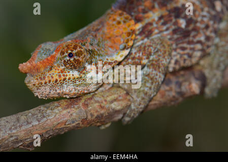 Kurz-gehörnte Chamäleon (Calumma Brevicornis), östlichen Madagaskars, Madagaskar Stockfoto