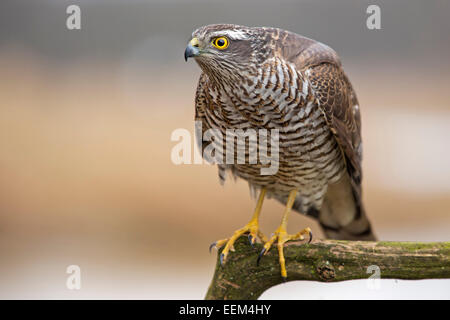 Eurasische Sperber (Accipiter Nisus), mittlere Elbe-Biosphärenreservat, Sachsen-Anhalt, Deutschland Stockfoto