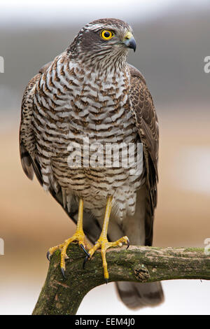 Eurasische Sperber (Accipiter Nisus), mittlere Elbe-Biosphärenreservat, Sachsen-Anhalt, Deutschland Stockfoto