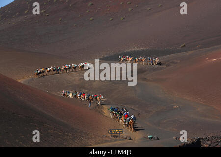 Kamele, Kamel Karawane für Touristen, Nationalpark Timanfaya, Montañas del Fuego, die Feuerberge, Vulkanlandschaft, Lanzarote Stockfoto