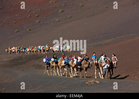 Kamele, Kamel Karawane für Touristen, Nationalpark Timanfaya, Montañas del Fuego, die Feuerberge, Vulkanlandschaft, Lanzarote Stockfoto