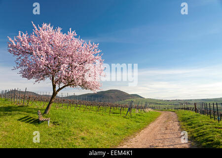 Mandelblüte, Mandelbaum (Prunus dulcis), Südliche Pfalz, Pfalz, Rheinland-Pfalz, Deutschland Stockfoto