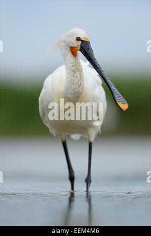 Eurasische Löffler oder gemeinsame Löffler (Platalea Leucorodia) herumsuchen für Nahrung, Nationalpark Kiskunság, südöstliche Ungarn Stockfoto