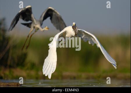 Ein Silberreiher (Ardea Alba), ausziehen mit einem Fisch im Schnabel, folgt ein Graureiher (Ardea Cinerea) Stockfoto