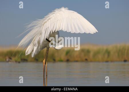Silberreiher (Ardea Alba), Altvogel in der Zucht Gefieder, putzen Flügel Federn, Nationalpark Kiskunság, südöstliche Ungarn Stockfoto