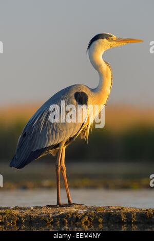 Graue Reiher (Ardea Cinerea), Erwachsene, ruht im Morgenlicht, Nationalpark Kiskunság, südöstliche Ungarn, Ungarn Stockfoto