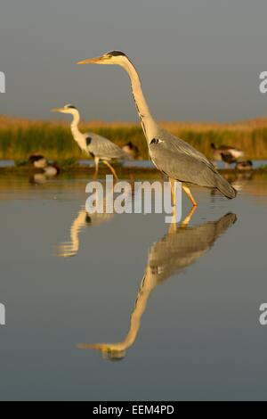 Graureiher (Ardea Cinerea), zwei Erwachsene auf Nahrungssuche in der Morgen Licht, Nationalpark Kiskunság, südöstliche Ungarn Stockfoto