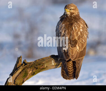 Mäusebussard (Buteo buteo), über eine Zweigniederlassung, die in einem verschneiten Landschaft thront, Biosphärenreservat Schwäbische Alb, Baden-Württemberg Stockfoto