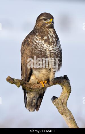 Mäusebussard (Buteo buteo), über eine Zweigniederlassung, die in einem verschneiten Landschaft thront, Biosphärenreservat Schwäbische Alb, Baden-Württemberg Stockfoto