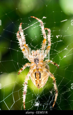 Europäischen Kreuzspinne, Weiblich, ventrale Ansicht, wartet auf die Beute auf der Stockfoto