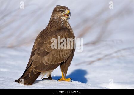 Mäusebussard (Buteo buteo), thront auf Schnee-bedeckten Boden, Biosphärenreservat Schwäbische Alb, Baden-Württemberg, Deutschland Stockfoto