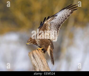 Mäusebussard (Buteo buteo), zu der die Landung auf einem alten willow Pole, Biosphärenreservat Schwäbische Alb, Baden-Württemberg, Deutschland Stockfoto