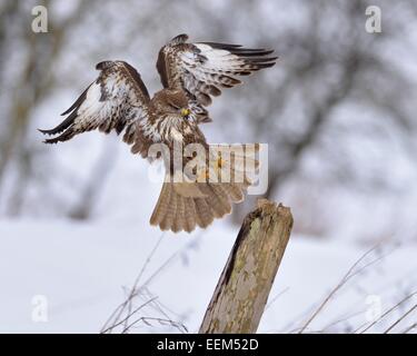 Mäusebussard (Buteo buteo), dunkle Form, Landung auf einer Weide Pole, Biosphärenreservat Schwäbische Alb, Baden-Württemberg, Deutschland Stockfoto