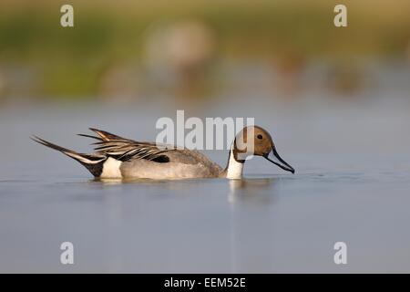 Pintail oder nördliche Pintail (Anas Acuta), Drake in der Zucht Gefieder, Nahrungssuche, Nationalpark Kiskunság Stockfoto