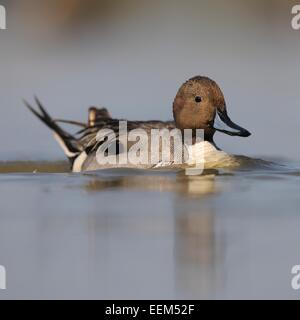 Pintail oder nördliche Pintail (Anas Acuta), Drake in der Zucht Gefieder, Nationalpark Kiskunság, südöstliche Ungarn, Ungarn Stockfoto