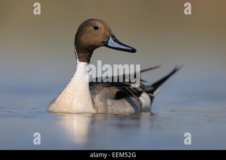 Pintail oder nördliche Pintail (Anas Acuta), Drake in der Zucht Gefieder, Nationalpark Kiskunság, südöstliche Ungarn, Ungarn Stockfoto