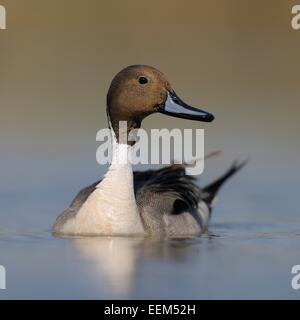 Pintail oder nördliche Pintail (Anas Acuta), Drake in der Zucht Gefieder, Nationalpark Kiskunság, südöstliche Ungarn, Ungarn Stockfoto