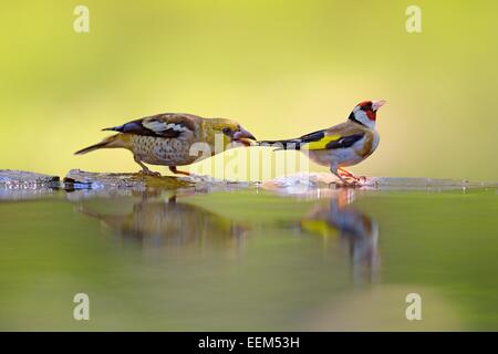 Kernbeißer (Coccothraustes Coccothraustes), Jungvogel zupfen Schweif ein Stieglitz (Zuchtjahr Zuchtjahr), Nationalpark Kleinkumanien Stockfoto