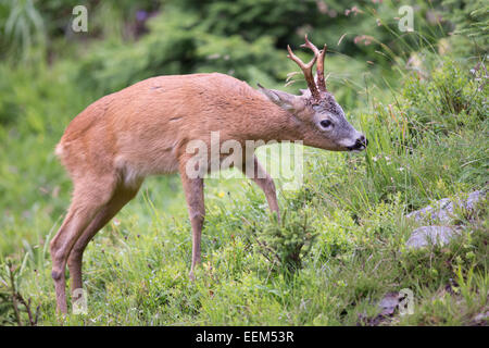 Europäische Reh (Capreolus capreolus), Buck, Stubaital, Tirol, Österreich Stockfoto