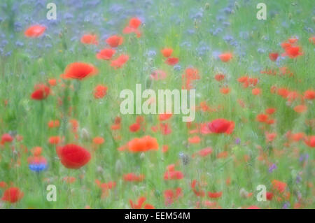 Blumenwiese mit Mohn (Papaver rhoeas)- und Kornblumen (Centaurea cyanus), Emsland, Niedersachsen, Deutschland Stockfoto