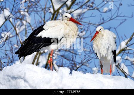 Weißstörche (Ciconia ciconia), ein paar stehen auf verschneiten Nest, Schweiz Stockfoto