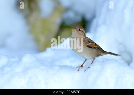 Haussperling (Passer domesticus), Weibliche, stehend im Schnee, Schweiz Stockfoto