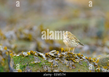 Wiese Pieper (Anthus Pratensis) thront auf einem Felsen bedeckt mit Algen am Strand, Helgoland, Schleswig-Holstein, Deutschland Stockfoto