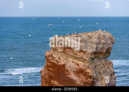 Lange Anna Meer Stapel mit Basstölpel (Morus Bassanus) im Flug, Helgoland, Schleswig-Holstein, Deutschland Stockfoto