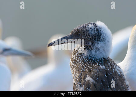 Basstölpel (Morus Bassanus) in juvenile Gefieder mit Flusen Rückstände, Helgoland, Schleswig-Holstein, Deutschland Stockfoto