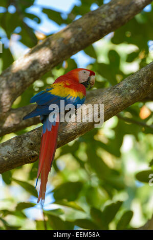 Hellroten Aras (Ara Macao) thront auf einem Ast, Provinz Puntarenas, Costa Rica Stockfoto