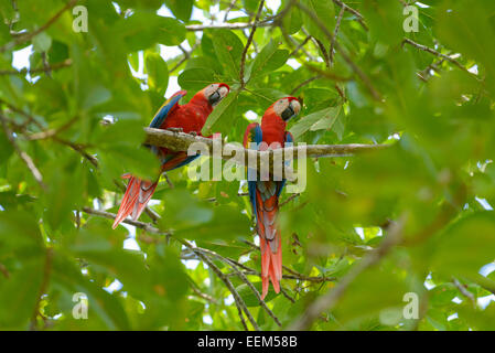 Rote Aras (Ara Macao) thront auf einem indischen Mandelbaum (Terminalia Catappa), Provinz Puntarenas, Costa Rica Stockfoto