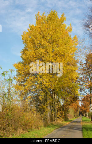 Espe Bäume (Populus Tremula) mit herbstlichen Laub auf einen Feldweg, Niedersachsen, Deutschland Stockfoto