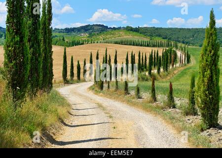 Dirt Track mit einem Cypress Avenue, in der Nähe von Arezzo, Provinz Siena, Toskana, Italien Stockfoto