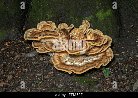 Holz-zerlegen riesige Polypore oder schwarze Färbung Polypore Pilz (Meripilus Giganteus), saprobiellen, Schweiz Stockfoto