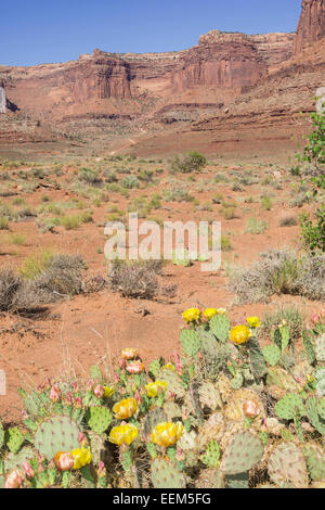 Feigenkakteen (Opuntia fragilis), Insel im Himmel, Canyonlands National Park, Moab, Utah, United States Stockfoto