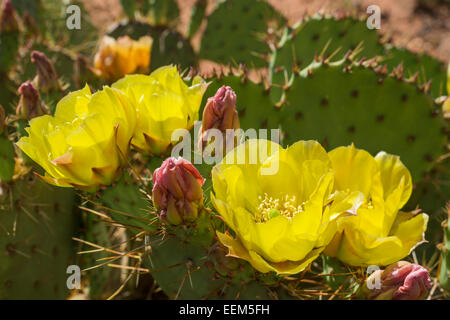 Feigenkakteen (Opuntia fragilis), Utah, United States Stockfoto