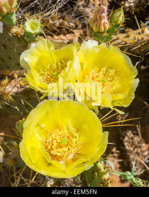 Feigenkakteen (Opuntia fragilis), Utah, United States Stockfoto