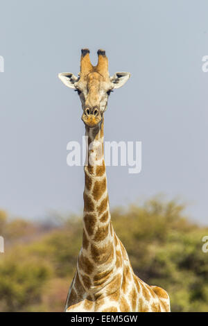 Giraffe (Giraffa Camelopardalis), Etosha National Park, Namibia Stockfoto