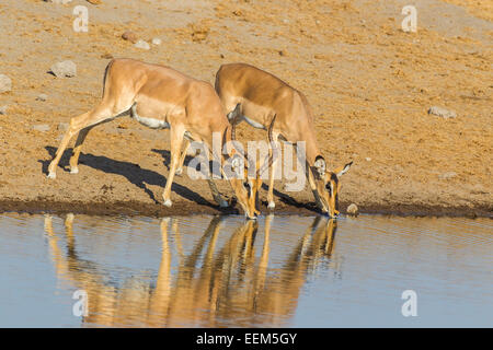 Schwarze Nase impalas (Aepyceros melampus petersi), männlich und weiblich, das Trinken an der Wasserstelle, Etosha National Park, Namibia Stockfoto