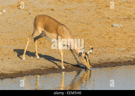 Schwarz-faced Impala (Aepyceros melampus petersi), Weibliche trinken an der Wasserstelle, Etosha National Park, Namibia Stockfoto