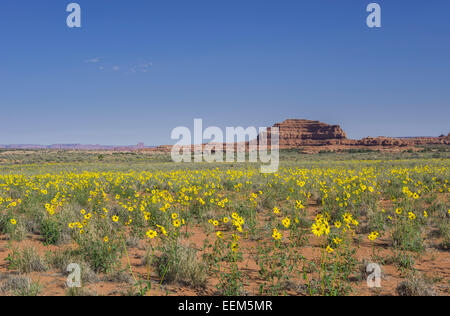 Prairie Sonnenblumen (helianthus Saturnus), die Nadeln Vorposten, Canyonlands National Park, Moab, Utah Stockfoto