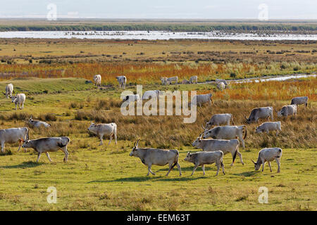 Herde, ungarische Grauvieh, Nationalpark Neusiedler See, Seewinkel, nördlichen Burgenland, Burgenland, Österreich Stockfoto