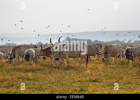 Herde, ungarische Grauvieh, Nationalpark Neusiedler See, Seewinkel, nördlichen Burgenland, Burgenland, Österreich Stockfoto