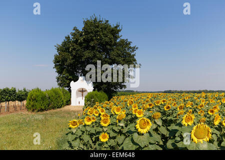 Kapelle und Sonnenblumen Feld im Seewinkel, Nordburgenland, Pamhagen, Burgenland, Österreich Stockfoto