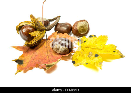 Einige Reife Kastanien Früchte, mit zwei Herbstlaub, isoliert auf weiss Stockfoto