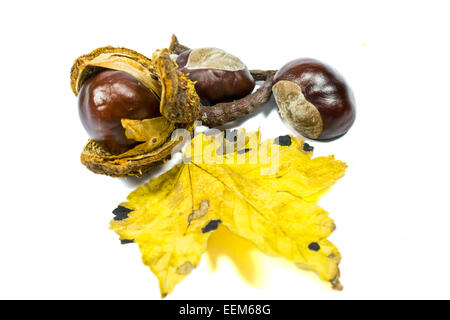 Drei Reife Kastanien Früchte, mit gelben Blatt, isoliert auf weiss Stockfoto