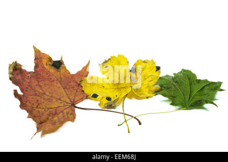 Drei Blätter im Herbst in verschiedenen Farben mit sich überschneidenden Blattstiele, isoliert auf weiss Stockfoto