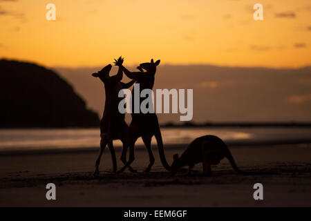 Drei Kängurus am Strand Stockfoto